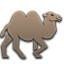 Camels